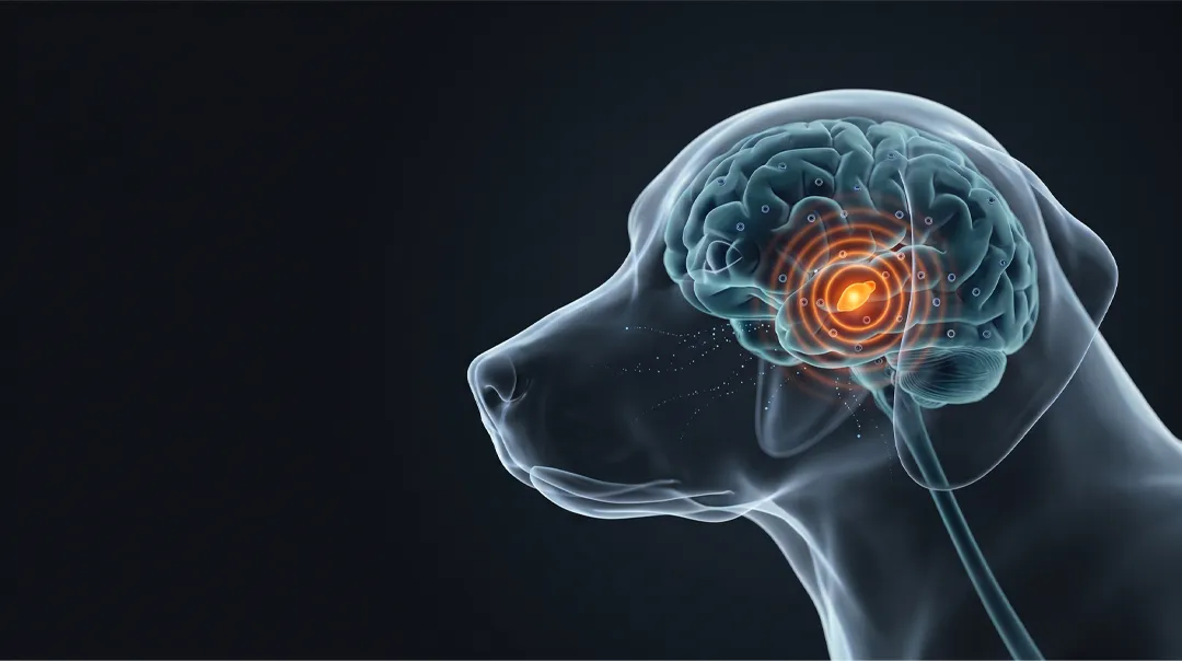 A stylized, transparent view of a dog's head showing its brain with a highlighted focal point.
