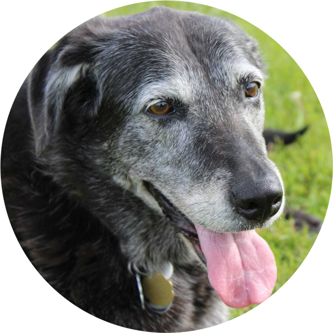 Gray dog panting with its tongue out, sitting on grass.
