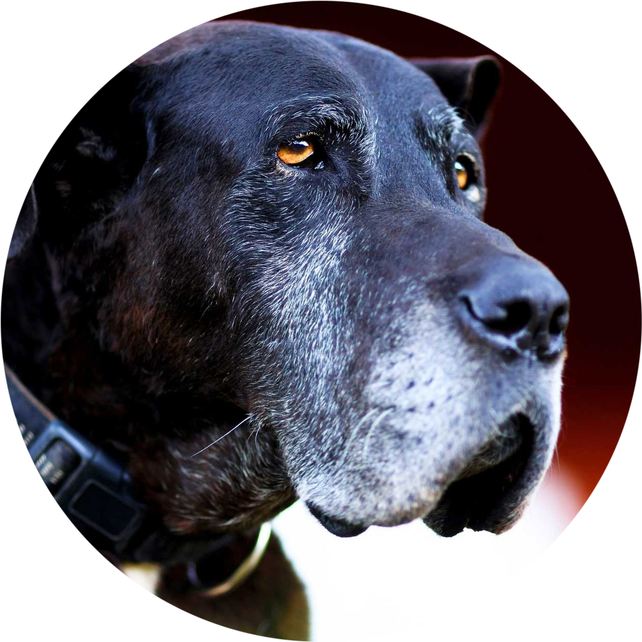 Close-up of a black dog with gray fur and amber eyes.