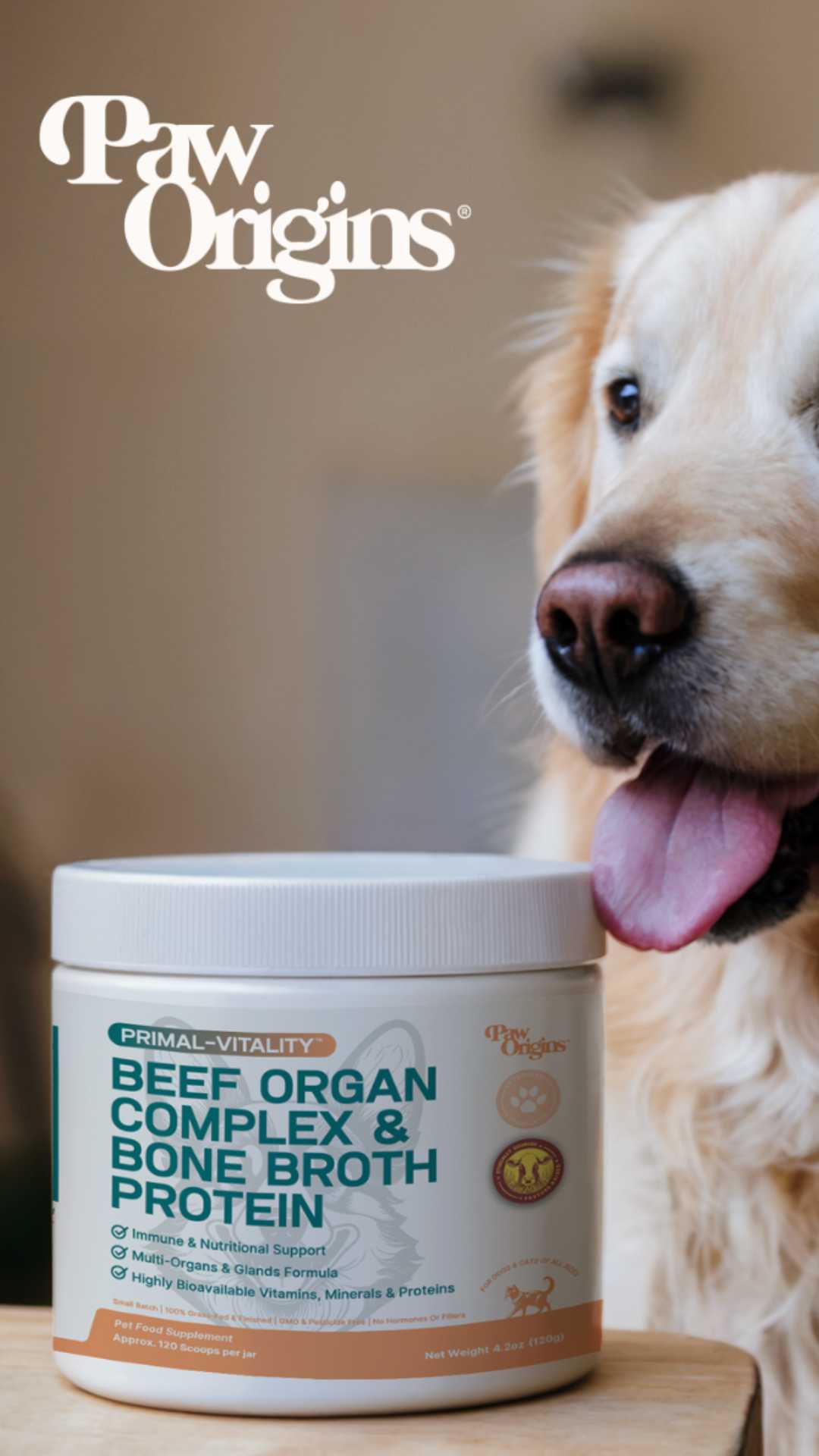 A golden retriever looks at a jar of Paw Origins Beef Organ Complex & Bone Broth Protein.