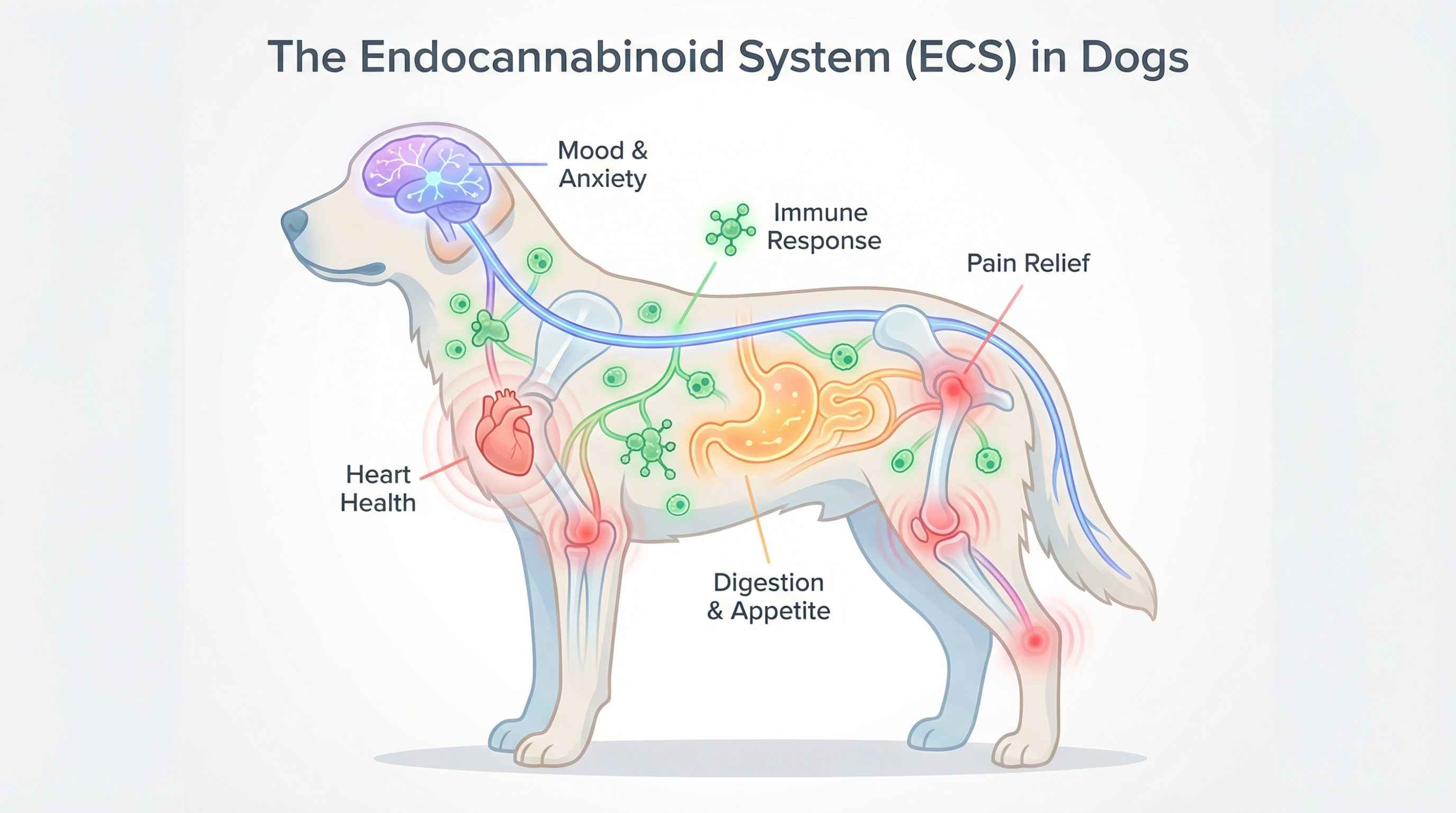 An infographic showing the endocannabinoid system in dogs, with labels for mood, immunity, pain relief, and digestion.