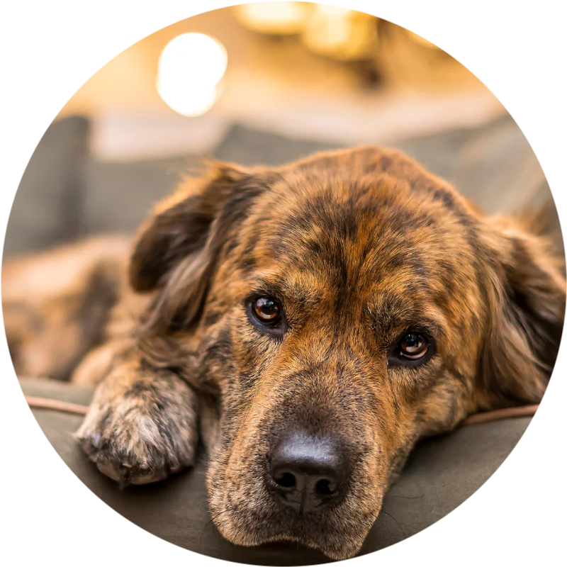 Brindle-coated dog resting on a couch, gazing intently at the camera.