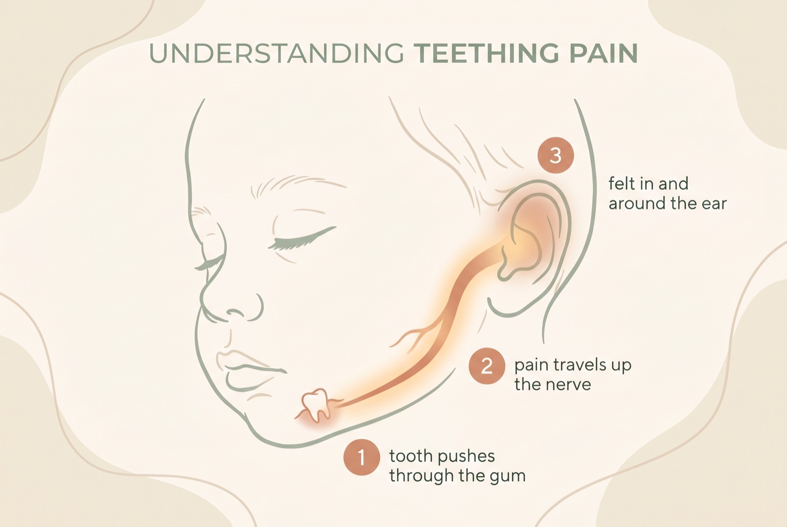 Diagram: a tooth pushes through the gum, the pain travels up the nerve, and is felt around the ear