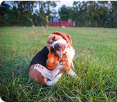 A beagle dog sits in a grassy field, twisting its head around to bite its hind leg.