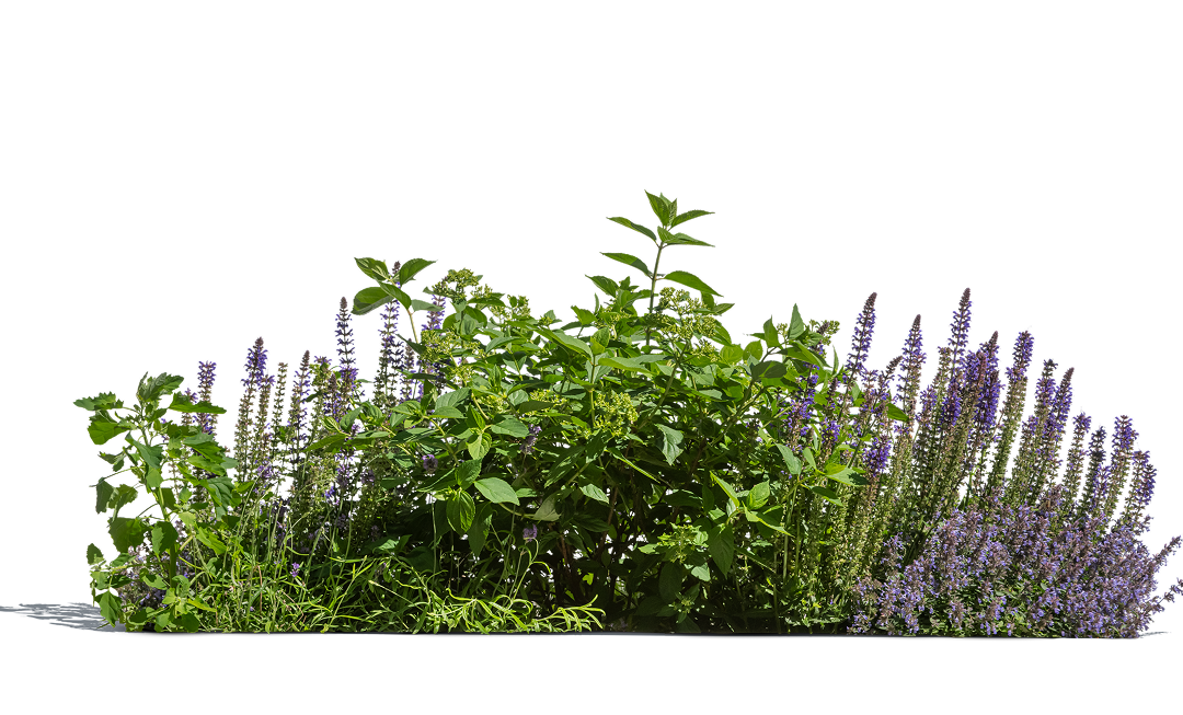 A bush with green leaves and tall spires of purple flowers against a black background.