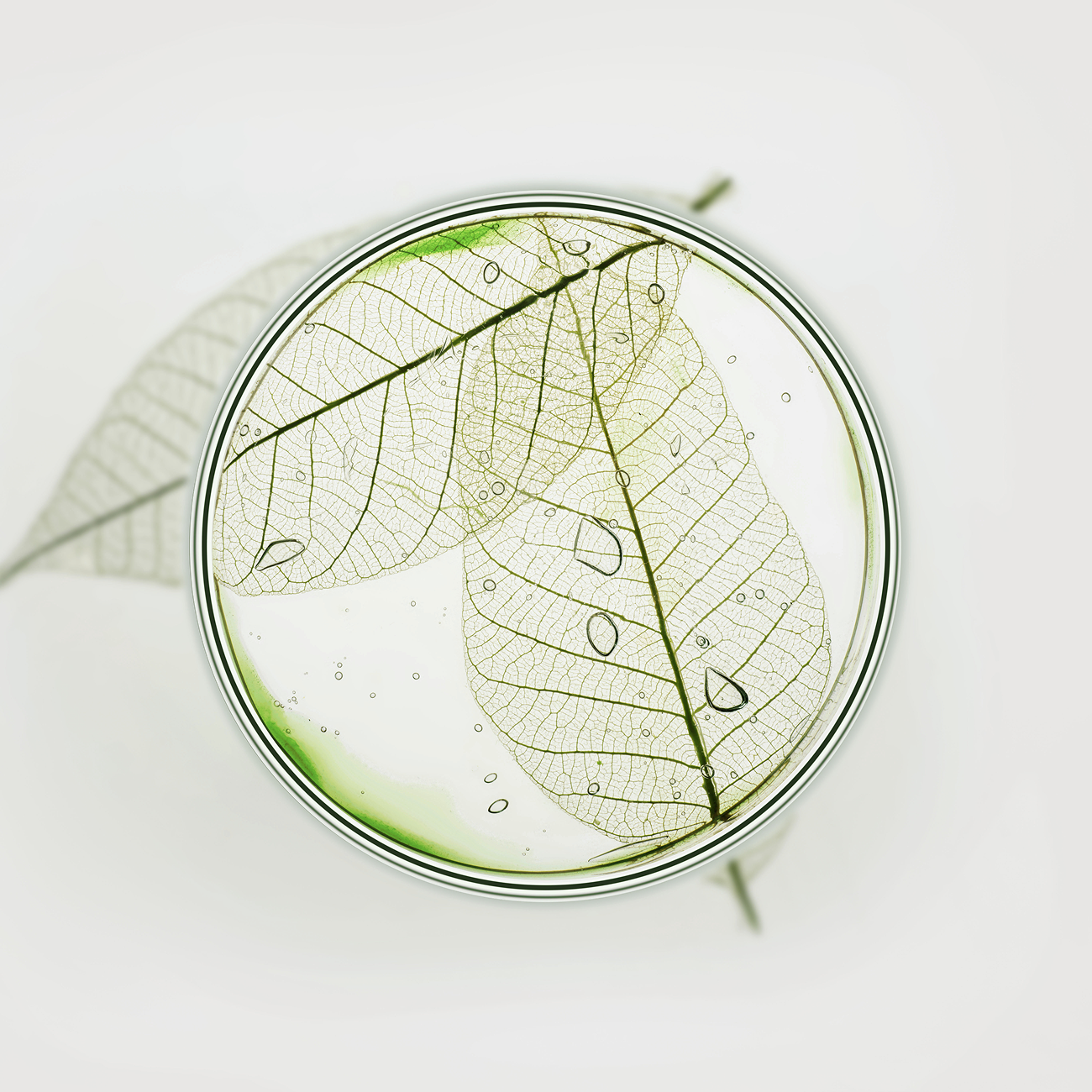 An overhead view of two skeleton leaves with water droplets inside a petri dish on a white background.