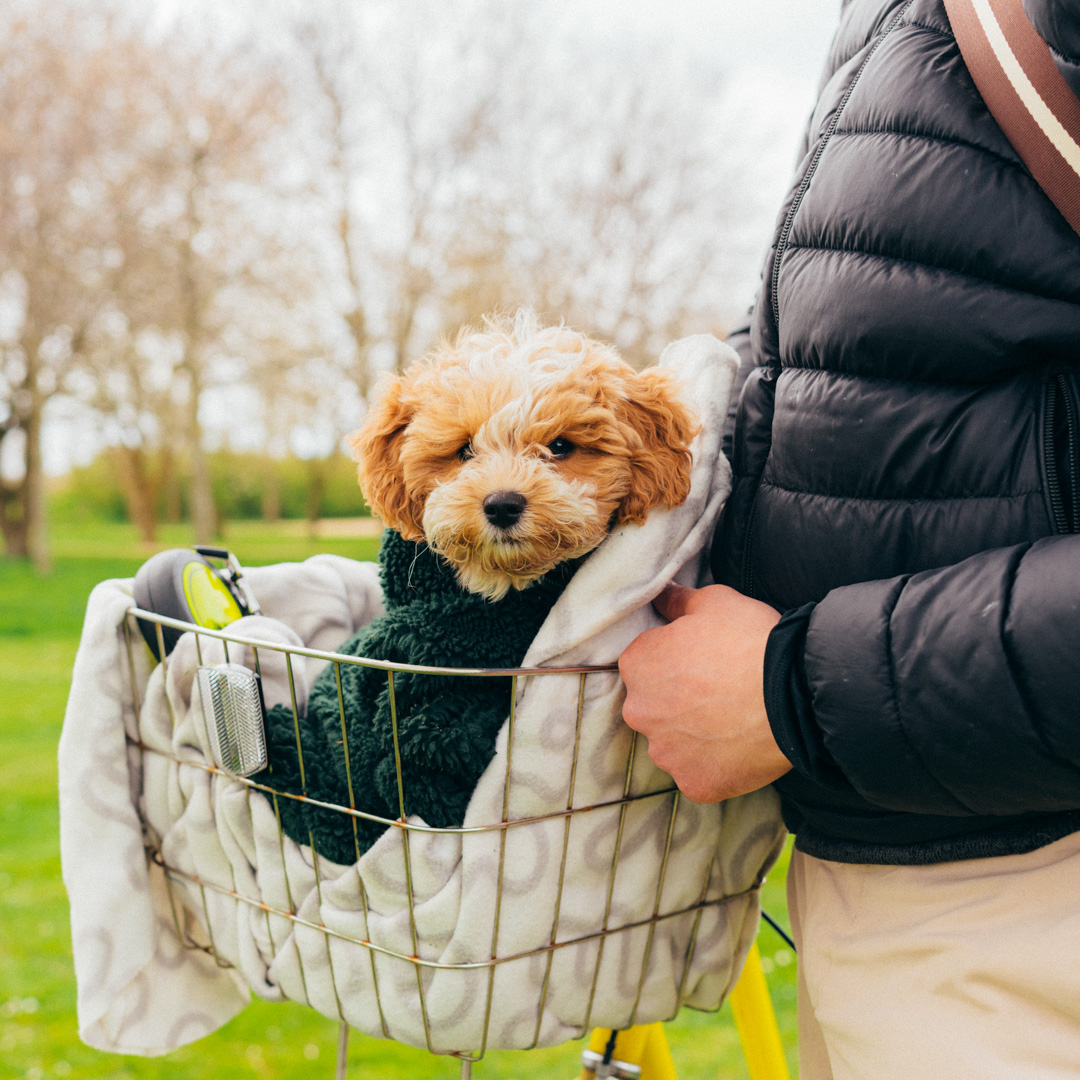 Cute dog in a basket, wrapped in a blanket on a bicycle.