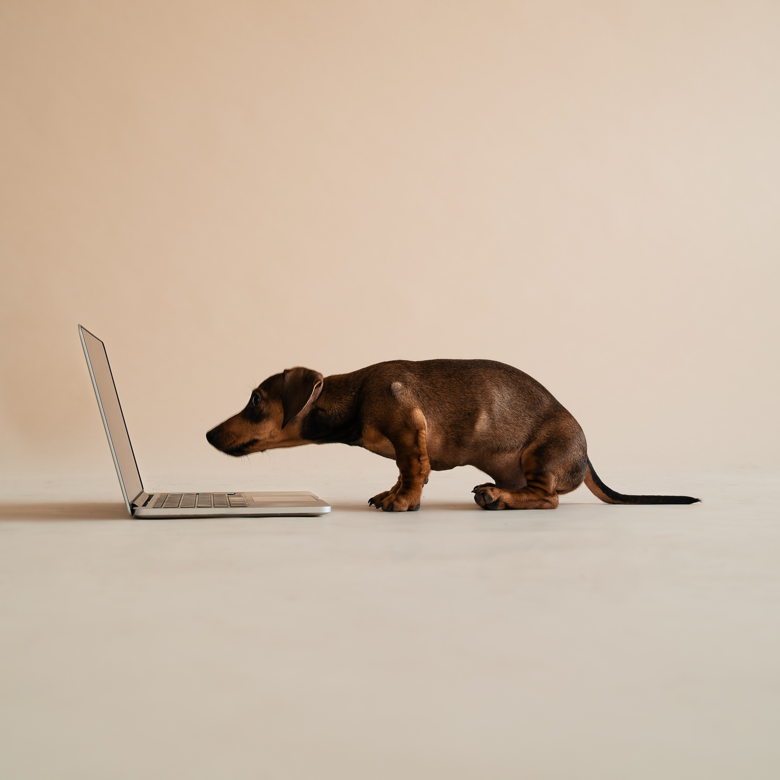 A dachshund dog intently looking at a laptop on a plain background.