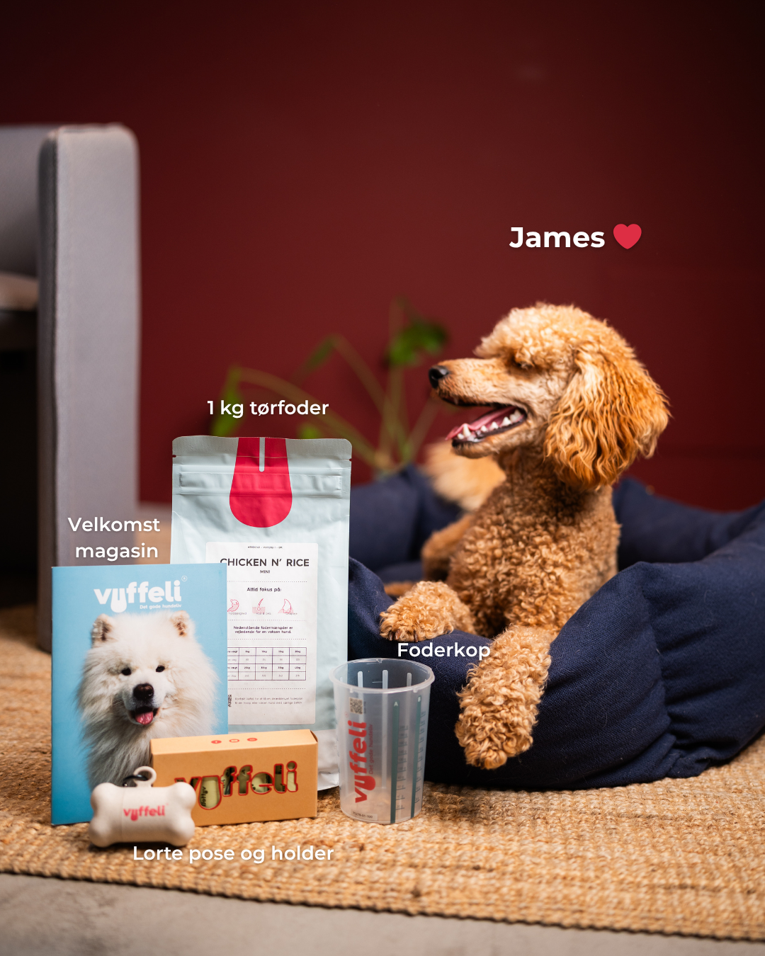 A dog sitting in a bed with pet food and accessories around.