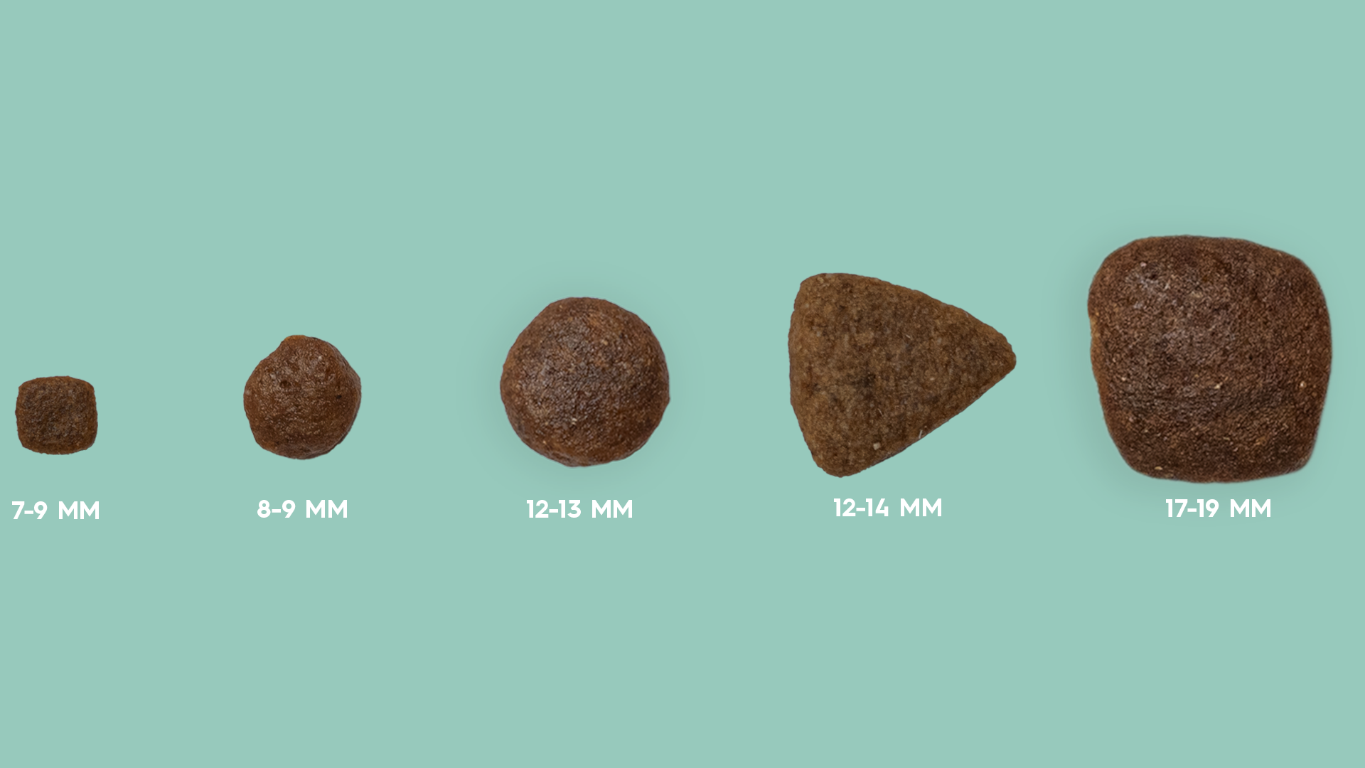 Five pet food kibbles of varying sizes on a turquoise background.