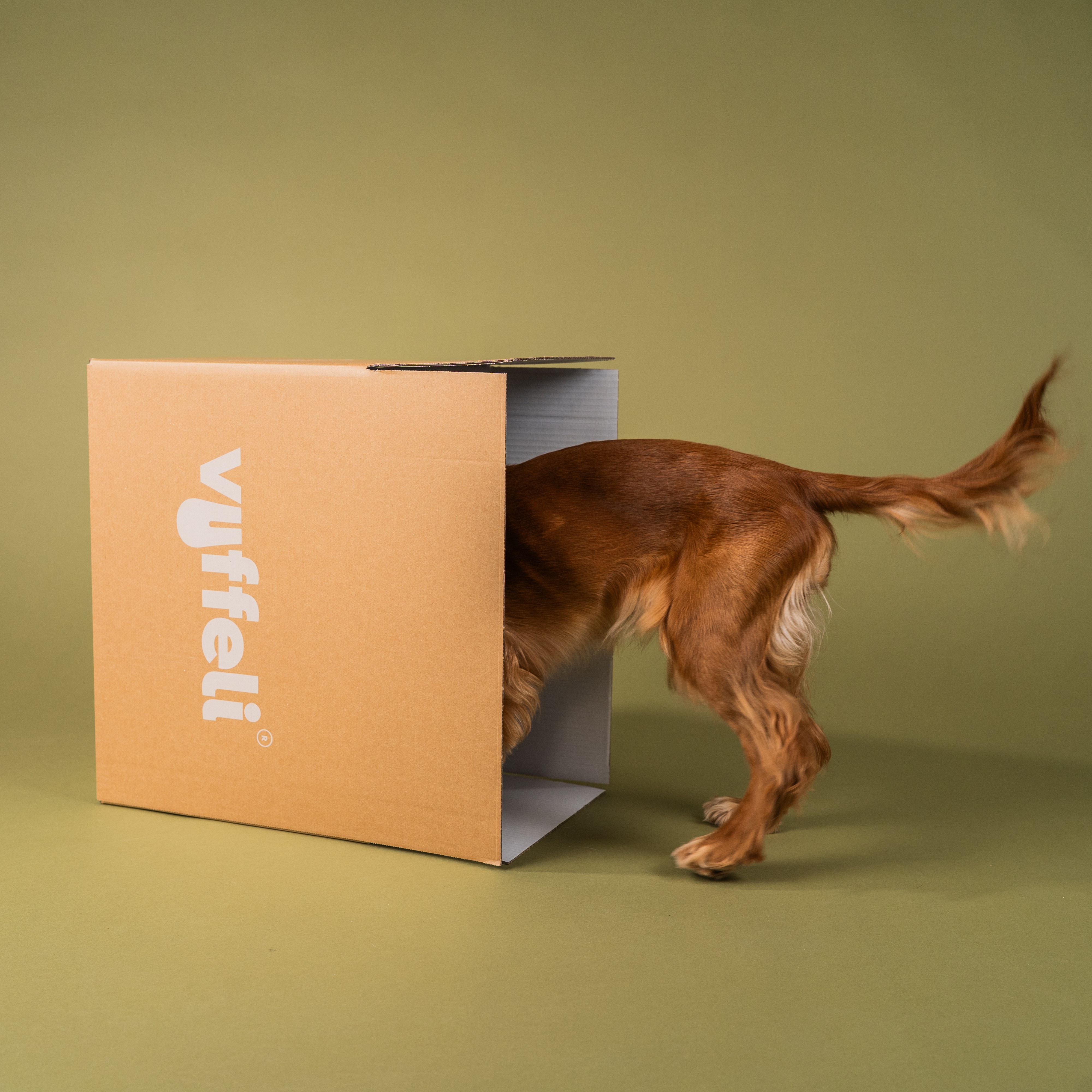 Dog with head inside a cardboard box on a green background.