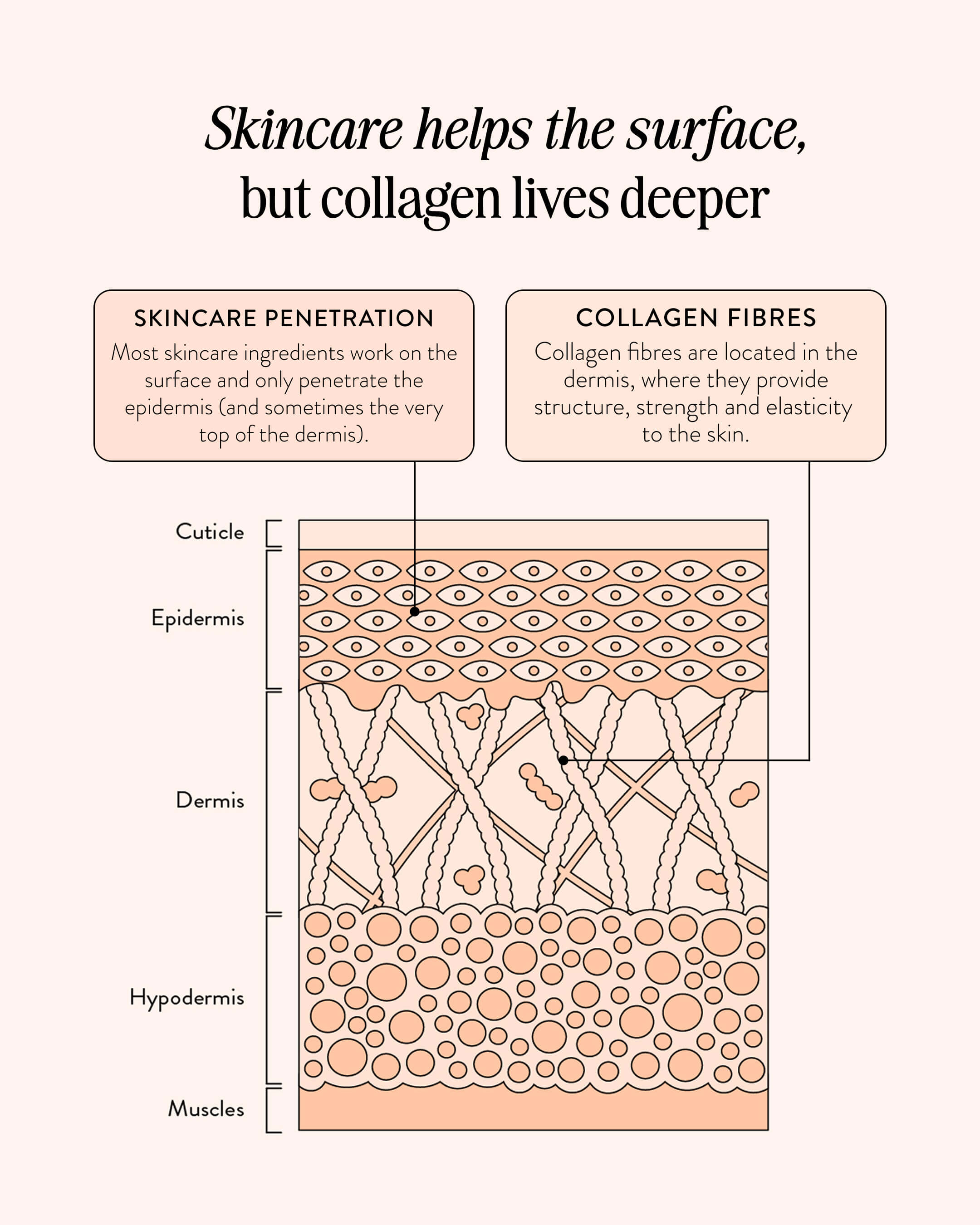 An infographic diagram of the skin layers, explaining the effects of skincare and collagen.