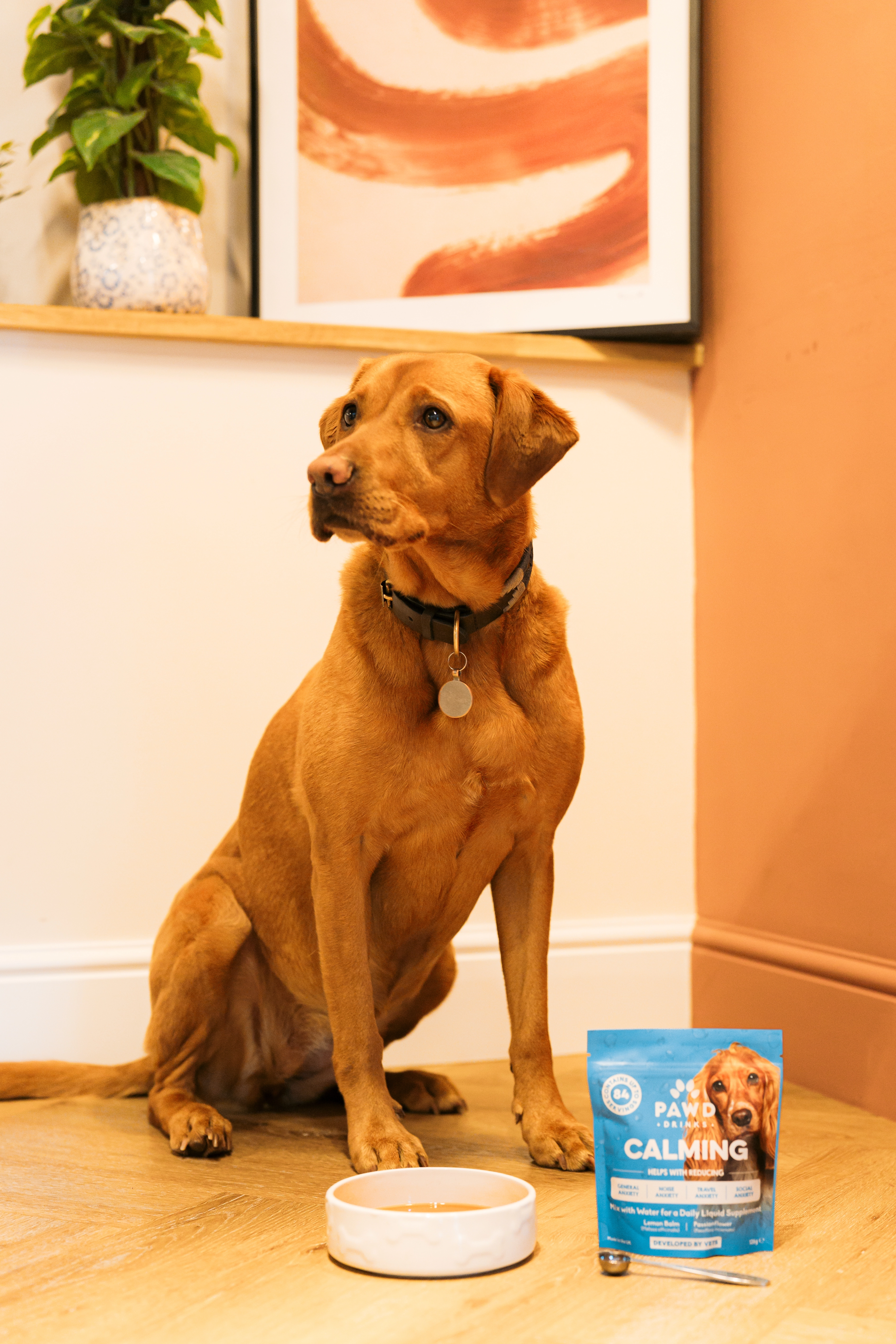 A brown dog sits on a wooden floor next to a bowl and a pouch of calming supplement.