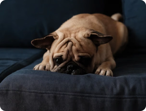 A fawn-colored pug with a wrinkled face lying down on a dark blue couch.