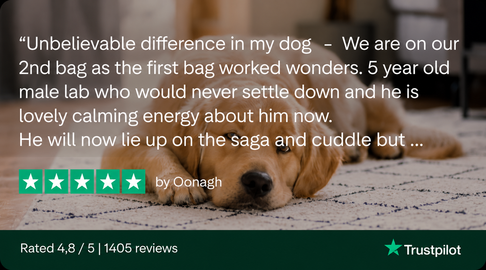 A golden retriever lies on a rug behind an overlaid five-star customer review from Trustpilot.