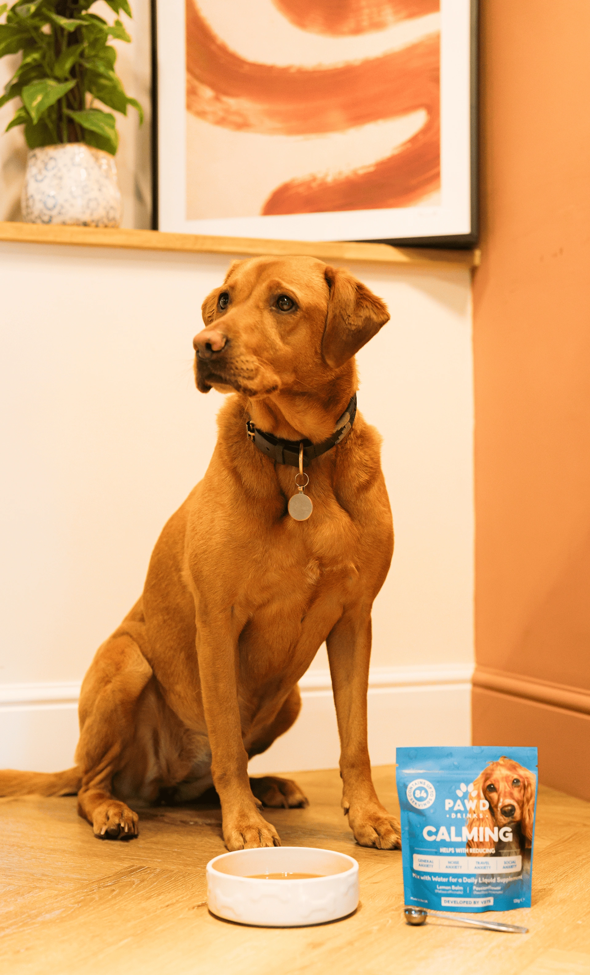 A brown Labrador sits on a wooden floor next to its bowl and a pouch of dog supplement.