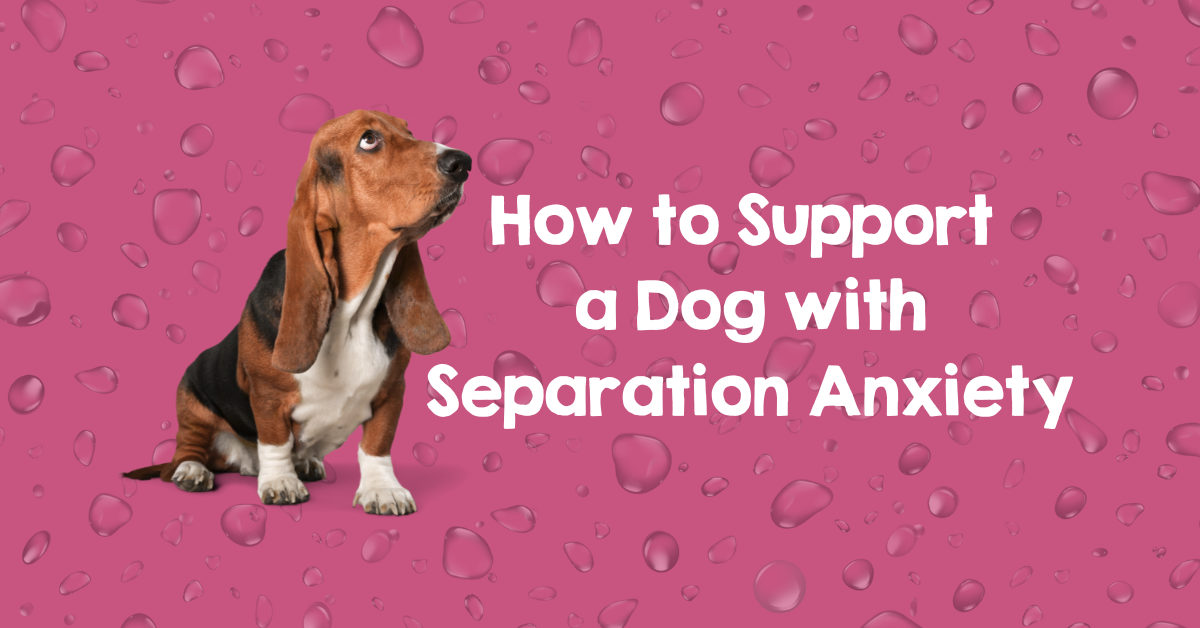 Basset hound with text 'How to Support a Dog with Separation Anxiety' on pink background.