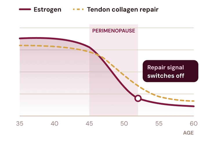 Chart: estrogen and tendon collagen repair fall during perimenopause