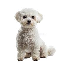 A small, white, fluffy dog with curly hair sits against a plain white background, looking at the camera.
