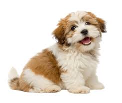 A small, fluffy white and brown puppy sitting on a white background with its mouth open.