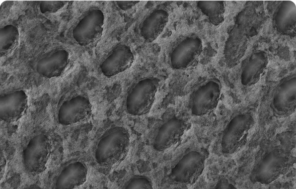 Close-up of a textured, porous surface with irregular holes.