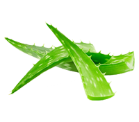 Three green aloe vera leaves on a white background.