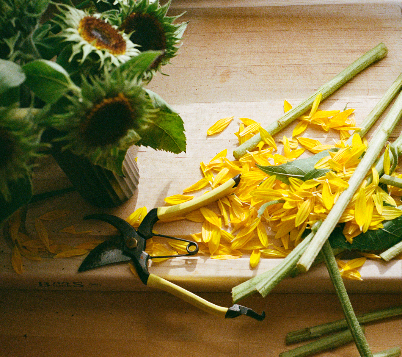 Sunflowers, petals, and garden shears on a wooden surface.