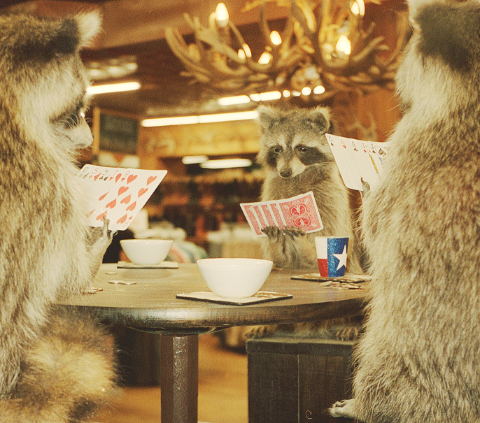 The raccoons are playing card games
