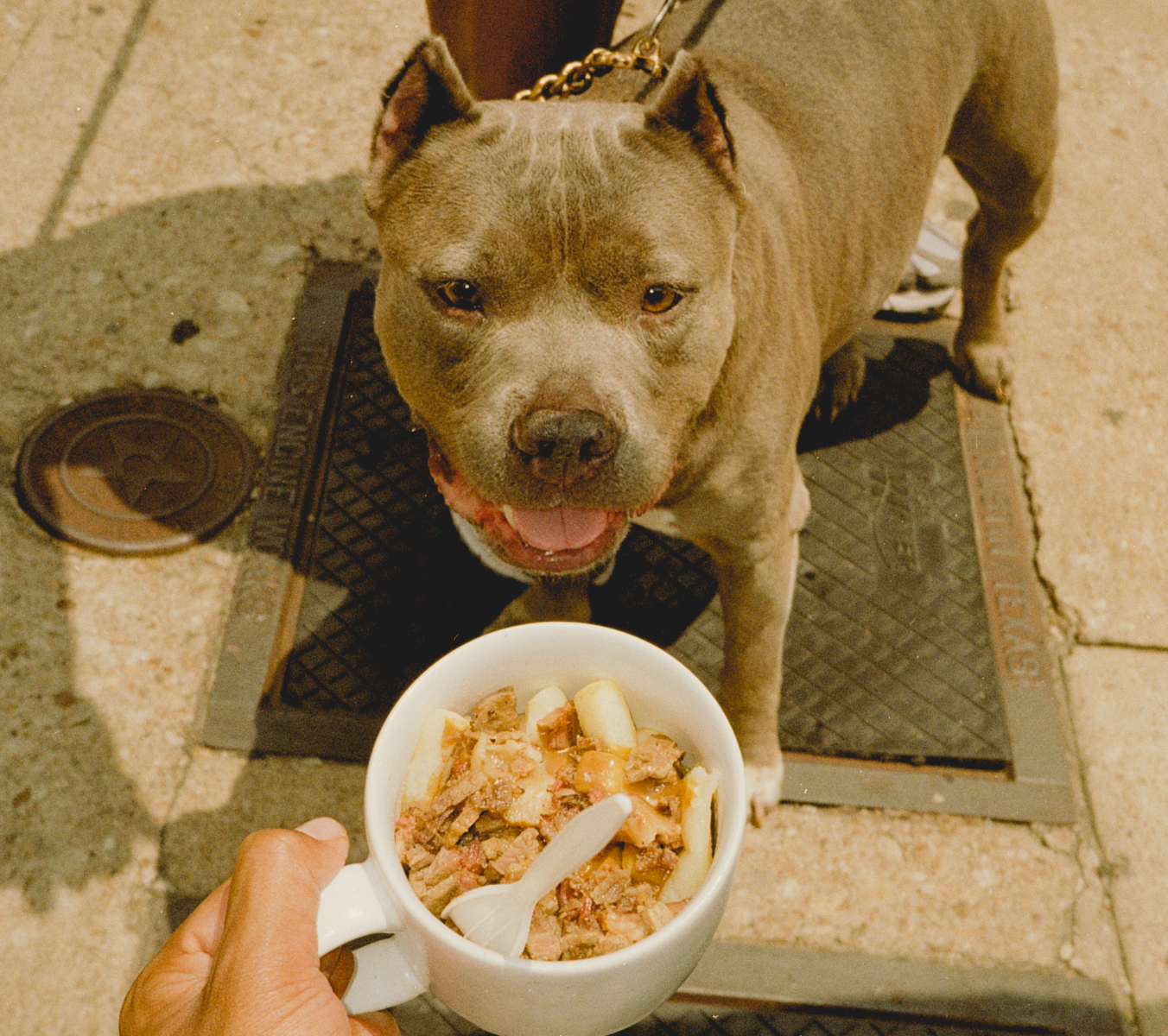 A dog in Austin