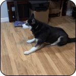 A husky lying on a wooden floor in a cluttered room.