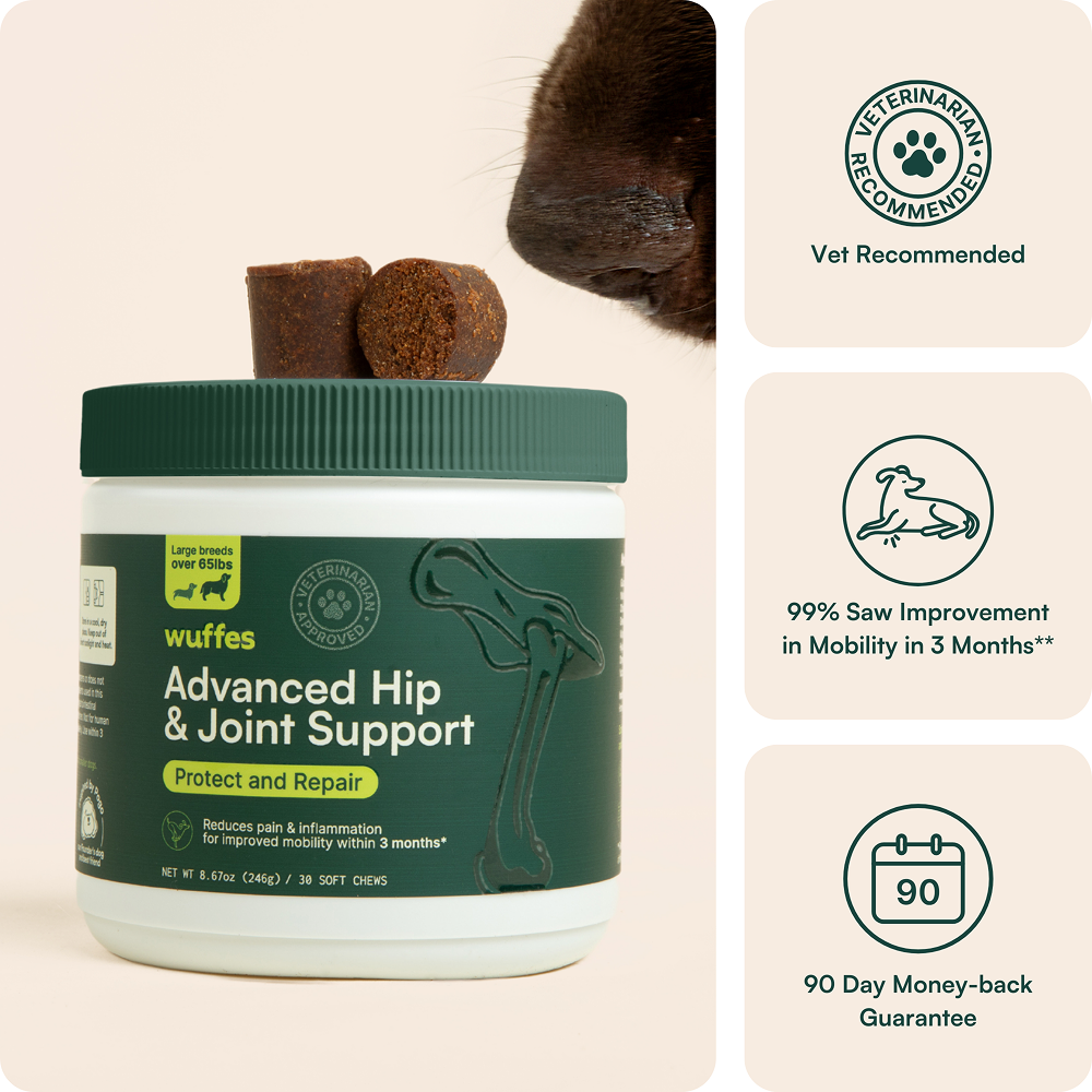 Dog sniffing a jar of hip and joint support chews.
