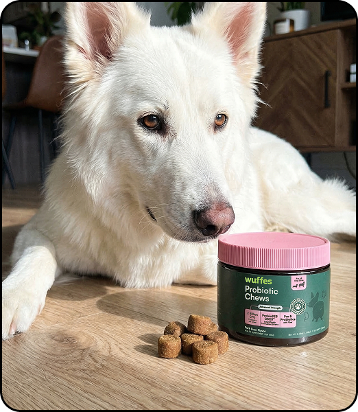 A white dog lies on a wooden floor next to a jar of Wuffes Probiotic Chews.