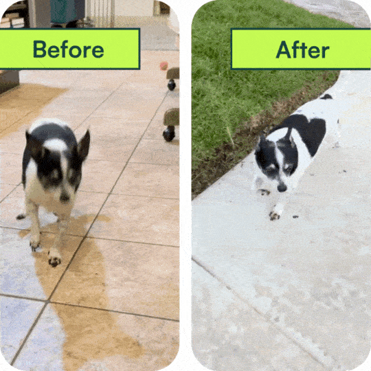 Dog joint recovery transformation