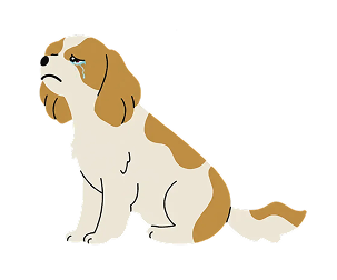 A cartoon illustration of a sad, crying tan and white Cavalier King Charles Spaniel dog.