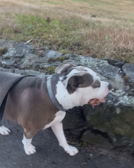 Pit bull walking on a path beside a stone wall.