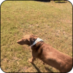 A dog with a blue bandana walks on a grassy field.