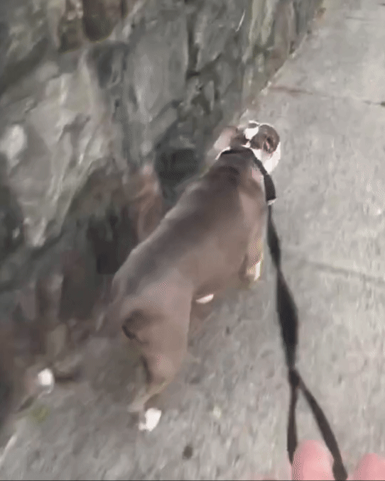 A dog being walked on a leash along a sidewalk.