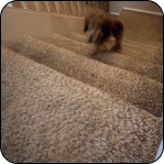 A small dog running down carpeted stairs indoors.