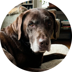 A close-up, circular photo of an older chocolate Labrador retriever with a graying muzzle looking at the camera.