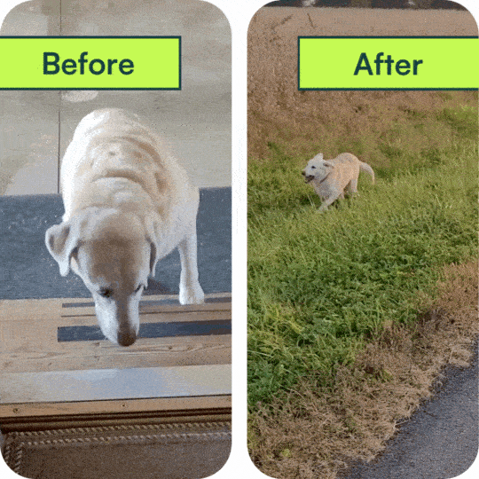 Dog mobility transformation