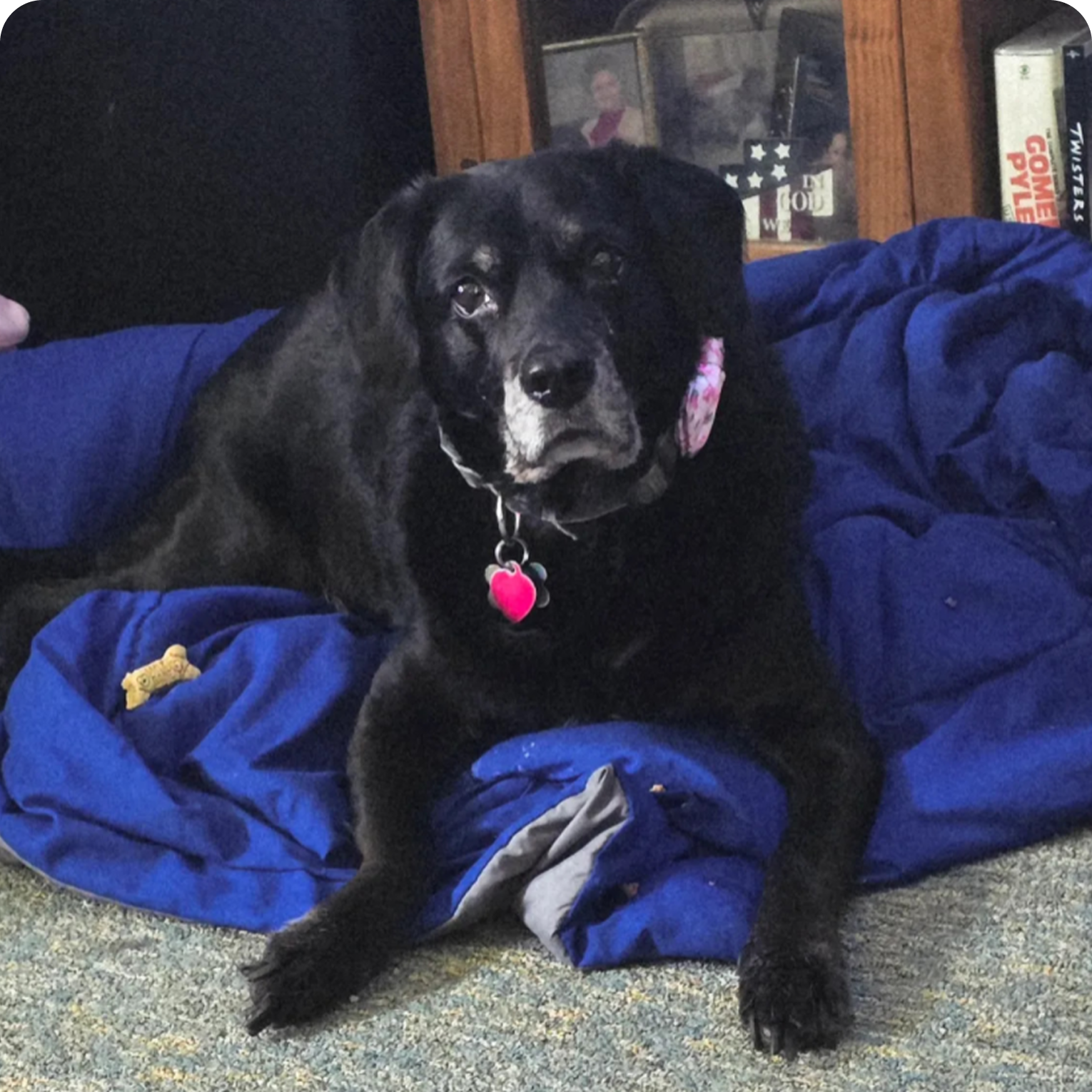Black dog lying on a blue blanket with a pink heart tag.