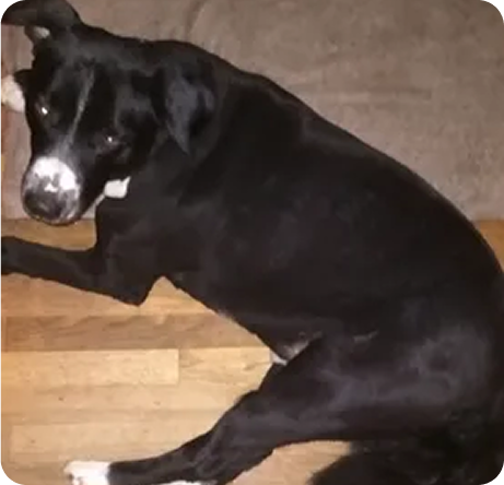 Black and white dog lying on a wooden floor.