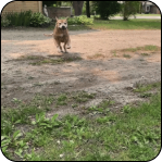 A small dog running towards the camera on a grassy path.
