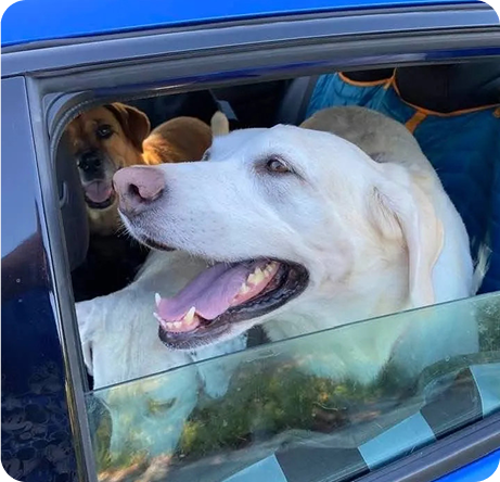 Two dogs sitting inside a car, looking out the window.