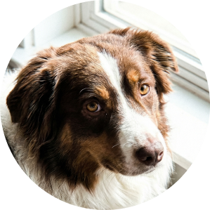 A circular headshot of a brown and white Australian Shepherd dog looking to the side.
