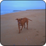 Brown dog walking on a sandy beach during a cloudy day.
