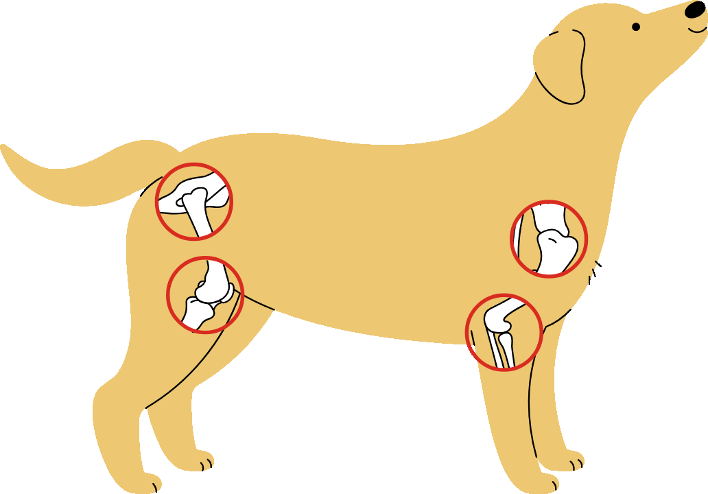 Illustration of a dog highlighting joints with anatomical detail.