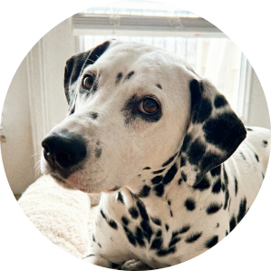 A circular, close-up photo of a Dalmatian dog with brown eyes looking to the side.