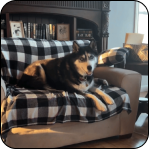 A husky dog lounging on a black and white checkered blanket on a sofa.