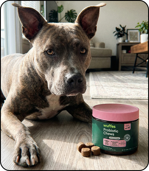 A brindle dog lies on a wooden floor next to a container of Wuffes Probiotic Chews.